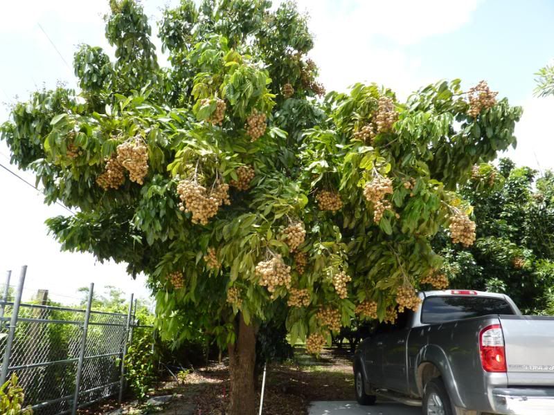 Tropical Fruits in Homestead, FL